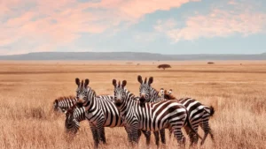 imagen de un safari en el Serengeti